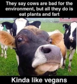 vegans.png