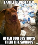 dog TP.png