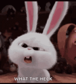 bunnies-what.gif