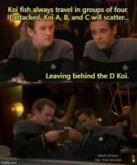 d-koi.jpeg