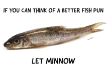 minnow.PNG