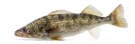 Walleye_(Sander_vitreus)_(1).jpg