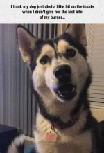 Absolutely-Hilarious-Animal-Pictures-307.webp