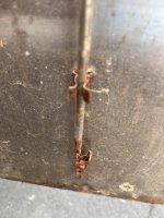 Vieluxe roach clip closeup.JPEG