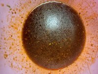 IMG_9586.jpeg