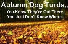 turds.jpg