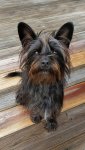 Alfie 02-2.jpg