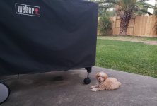Layla.jpg