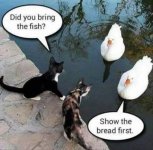 cat-duck-meme.jpg