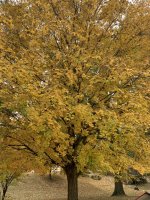 IMG_5665.jpeg