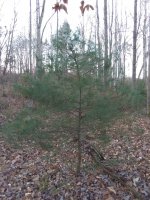IMG_20201128_081501494.jpg