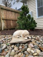 puppy.jpg