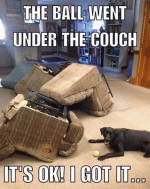 dog couch ball.gif