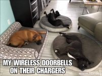 dog doorbells.jpg
