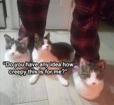 cat-slippers-meme.jpg