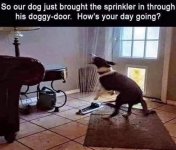 dog-sprinkler.jpg