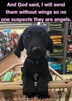 dog angel.jpg