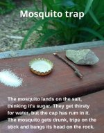 mosquito.jpg