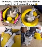 cat-present.jpg