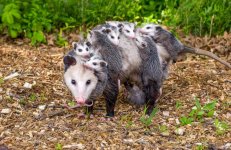 opossum-with-young38RGB.jpg