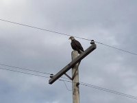 IMG950293.jpg