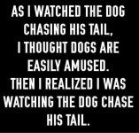 dog chase tail.jpg