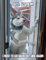 dog inside to go outside.jpg