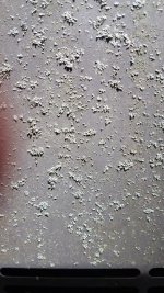 lichens attacking paint on back.jpg