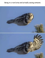 rural owl.png