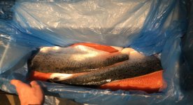 Salmon.jpeg