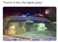 dogs at red light.jpg