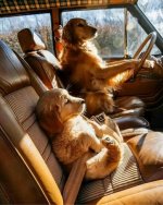 dogs in car.jpg