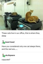 copy-cats.jpg