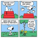 snoopy summer.jpg