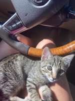 car kitty.jpg