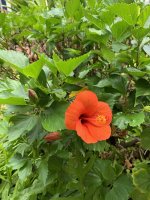 IMG_4602.jpeg