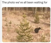 Bear.png