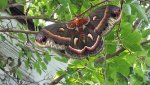 Moth20200630_800x600.jpg
