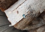 Green Bees 1.jpg