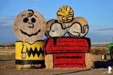 charlie brown hay bales.jpg