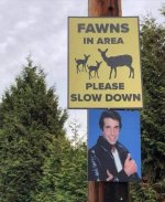 fawns.jpg