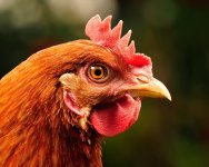 Chickens-Chicken_Guide-A_beautiful_ginger_hen_with_a_healthy_beak_and_eyes.jpg